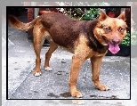 Br�zowy, Owczarek australijski - Kelpie